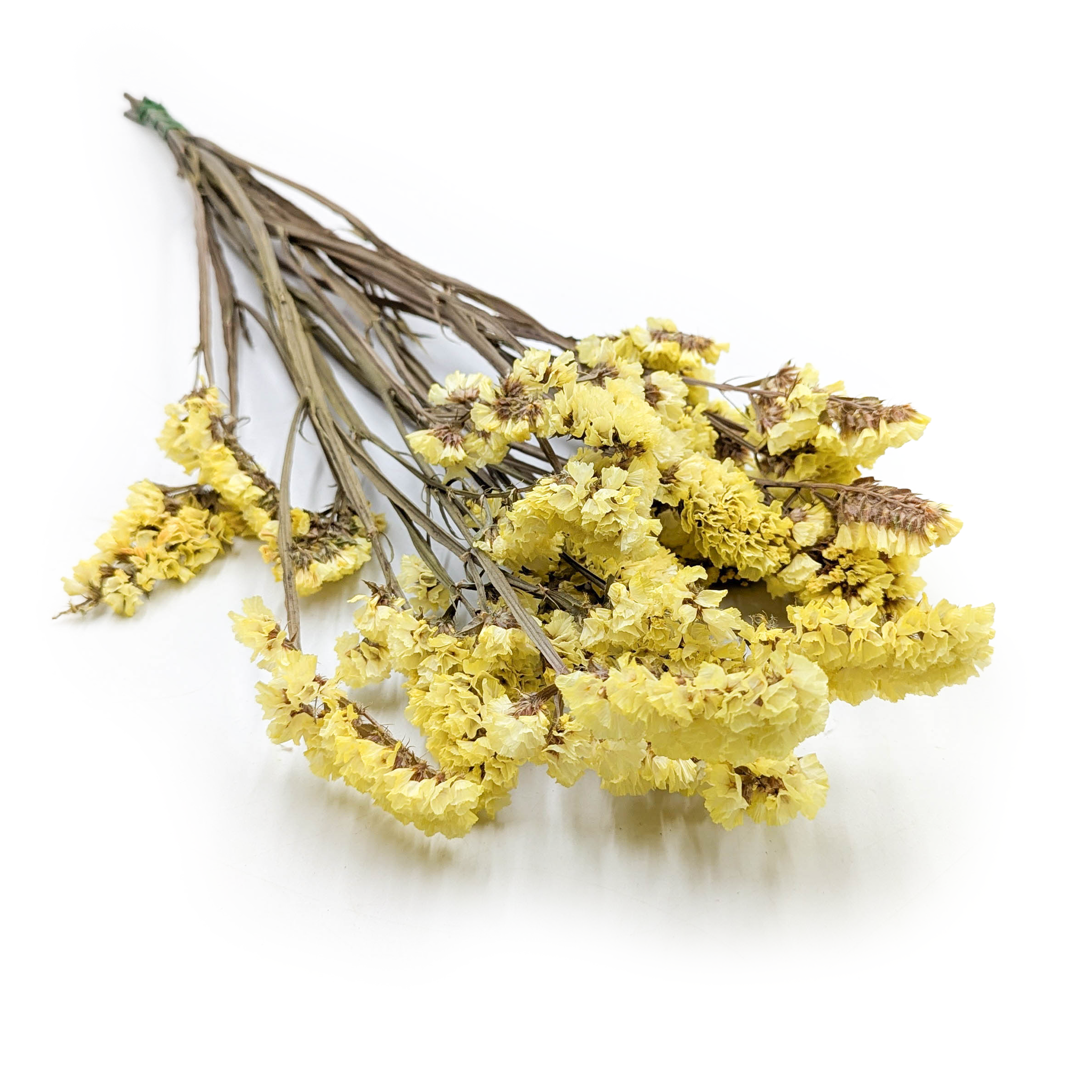 Stabilizowany Zatrwian Wrębny  - Limonium sinuatum - Żółty