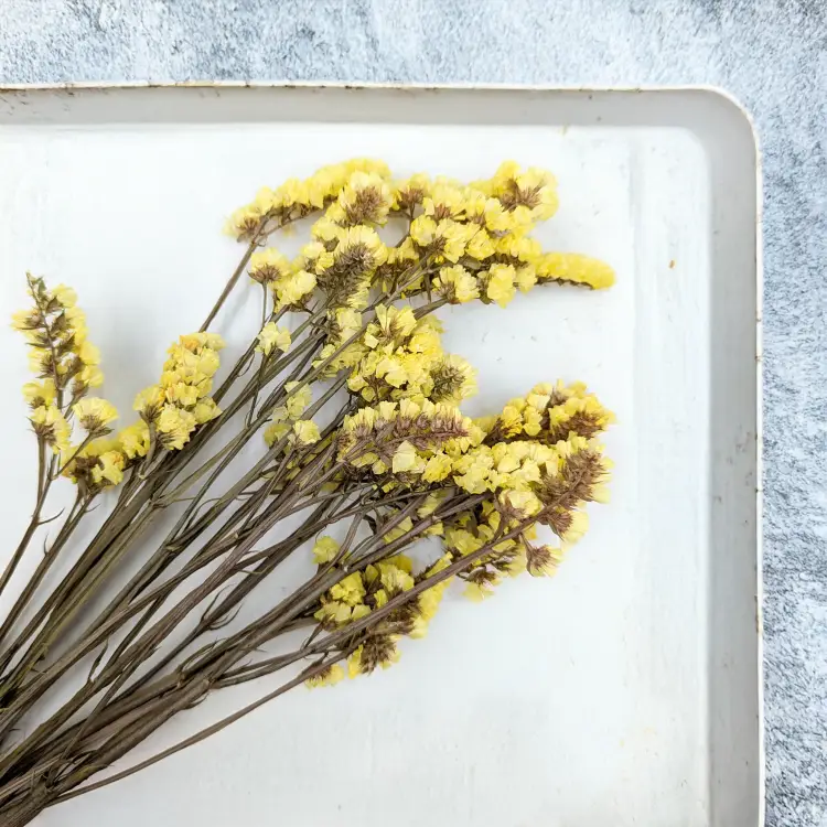 Zatrwian Stabilizowany Żółty 3.png