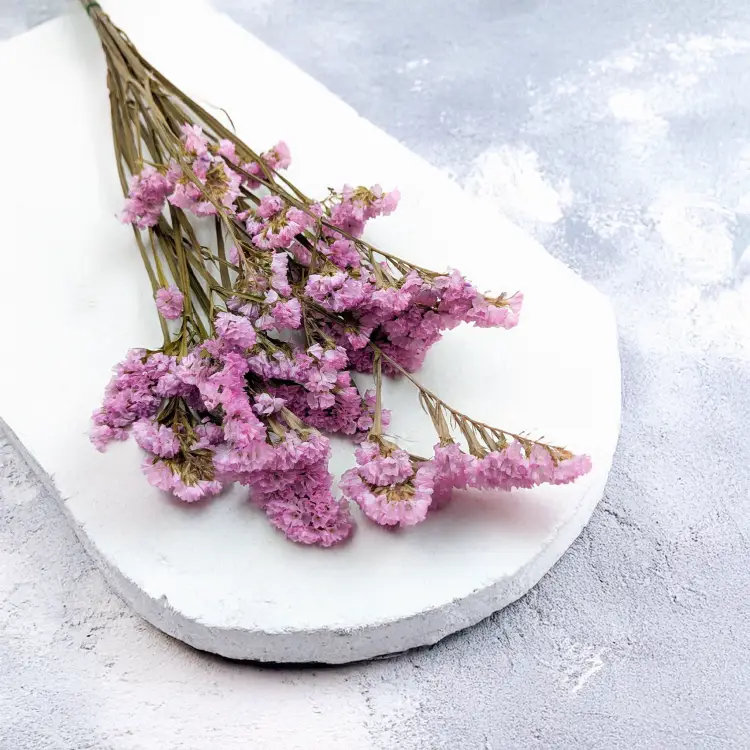 Zatrwian Stabilizowany Różowy 4.png