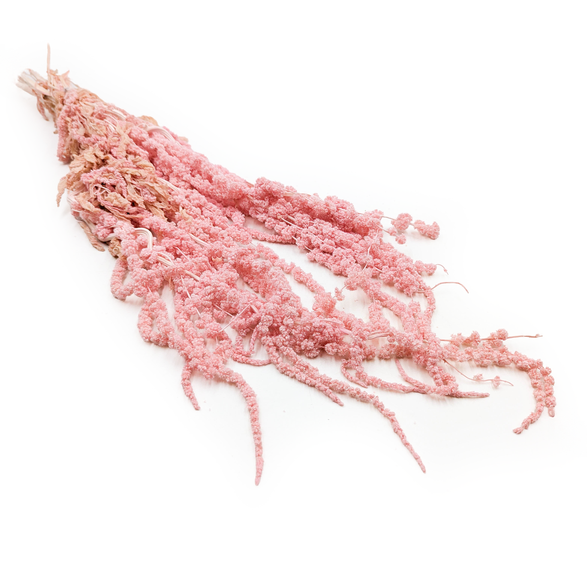 Amarantus Stabilizowany - Szarłat - Różowy