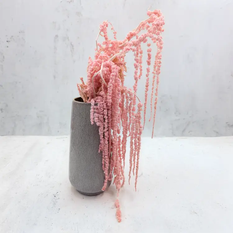 Szarłat Stabilizowany Rózowy IT.png