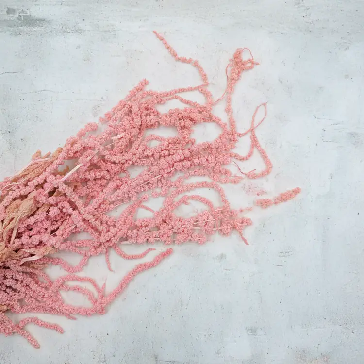 Szarłat Stabilizowany Rózowy IT 3.png