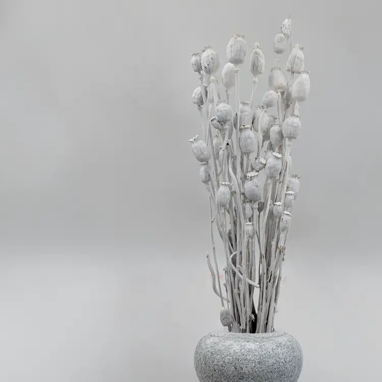 Makowka Bielona Barwiona 1.png