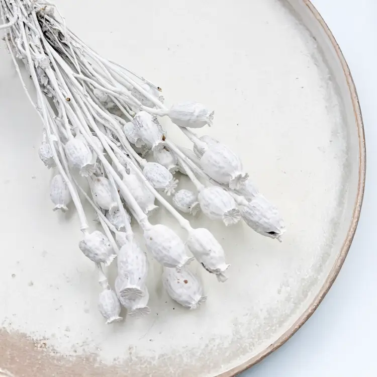 Makowka Bielona Barwiona 3.png