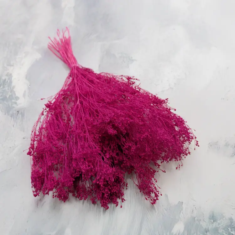 Broom Bloom Fuksja.png