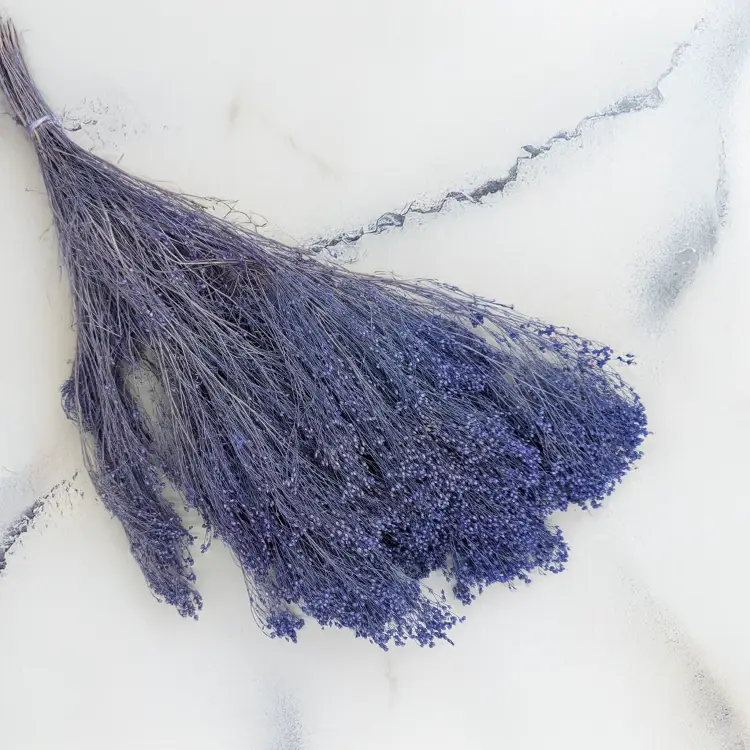 Broom Bloom lawendowy 1.png