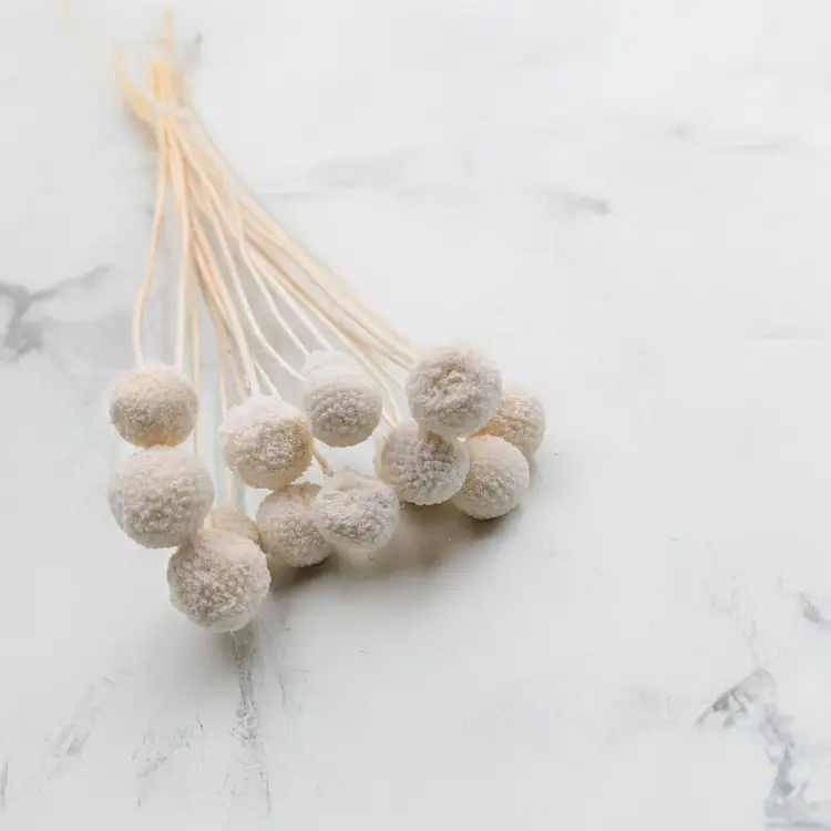 Craspedia bielona.png