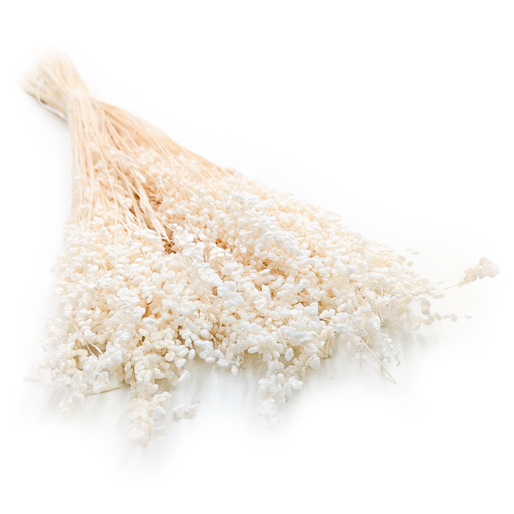 Drżączka Suszona mini - (Briza Minima) - Bielona