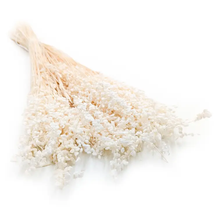 Briza Minima Bielona.png