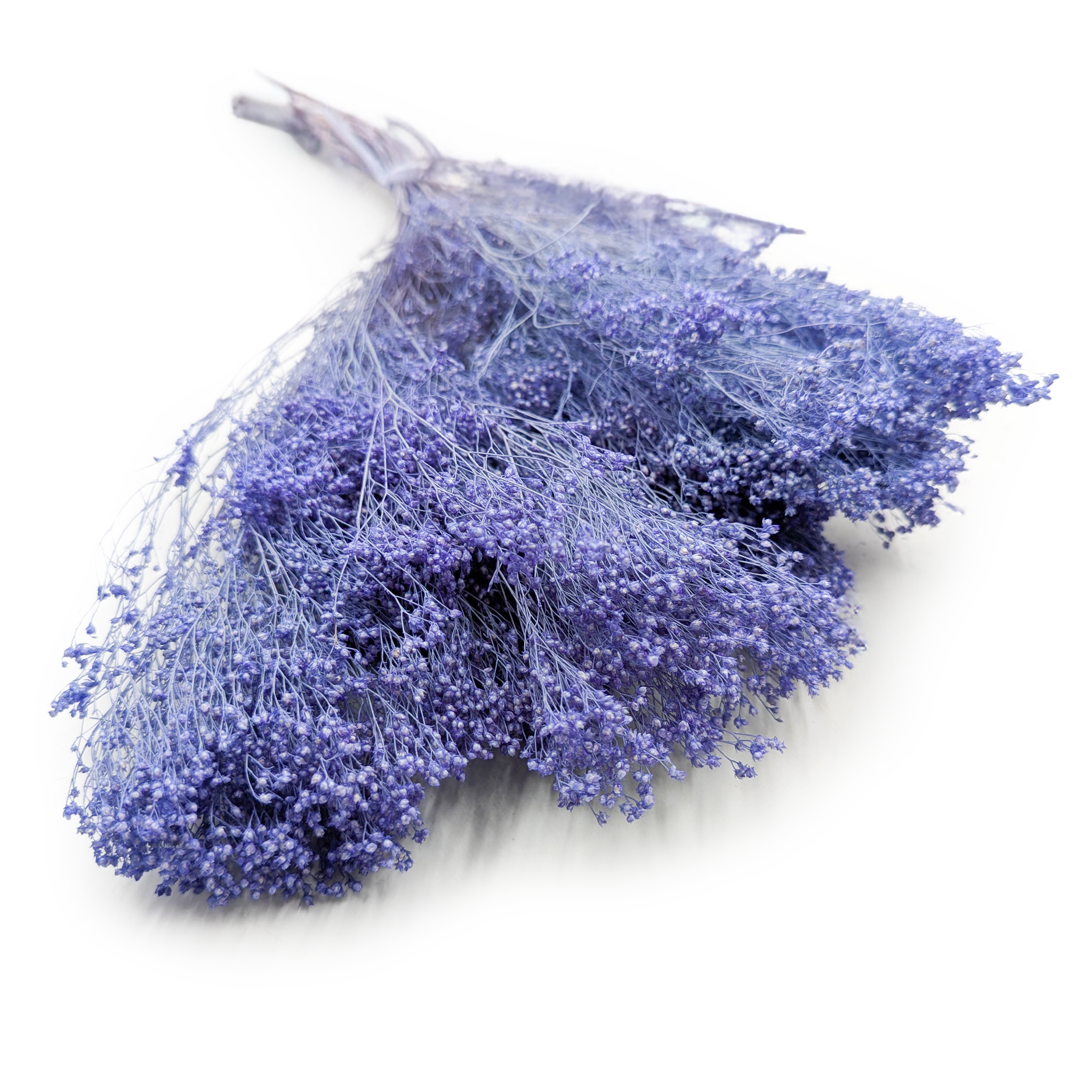 Suszony Broom Bloom - Żarnowiec - Lawendowy