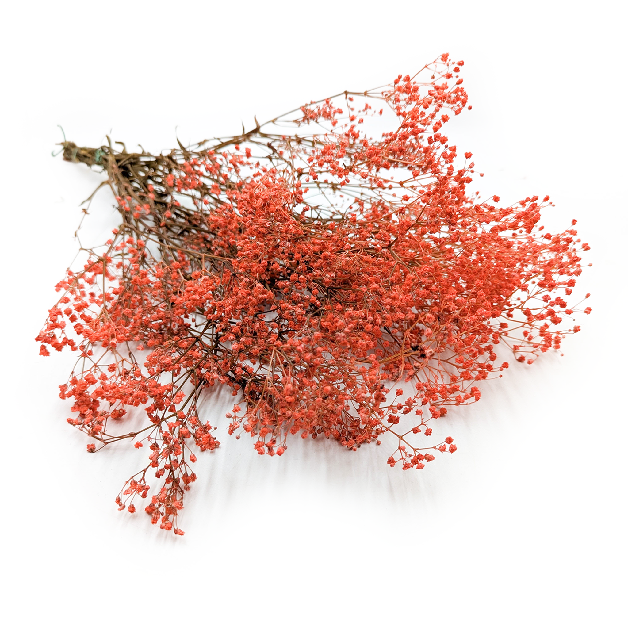 Gipsówka Stabilizowana - (gypsophila) - Pastelowy Pomarańczowy