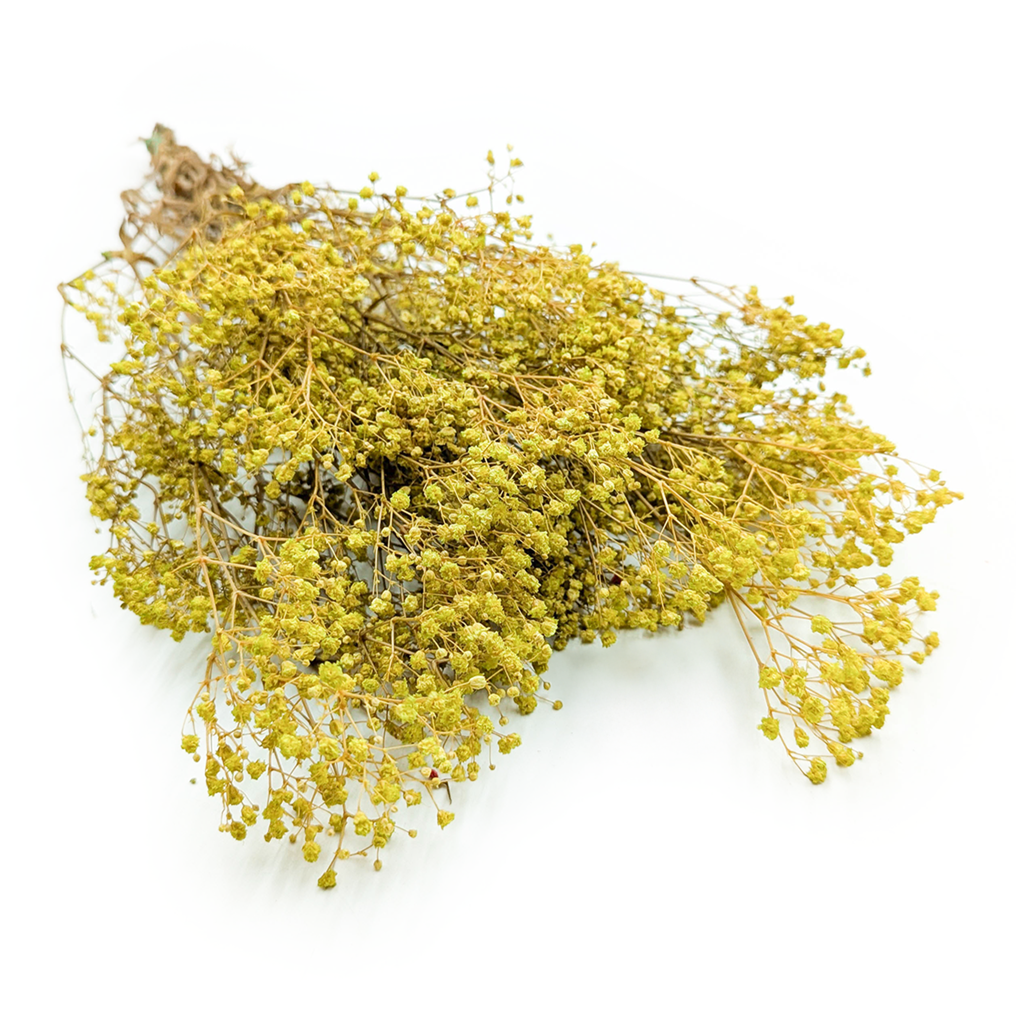 Gipsówka Stabilizowana - (gypsophila) - Pastelowy Limonkowy