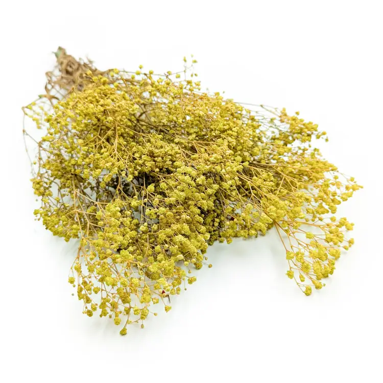 Gipsówka Stabilizowana Limonka IT.png