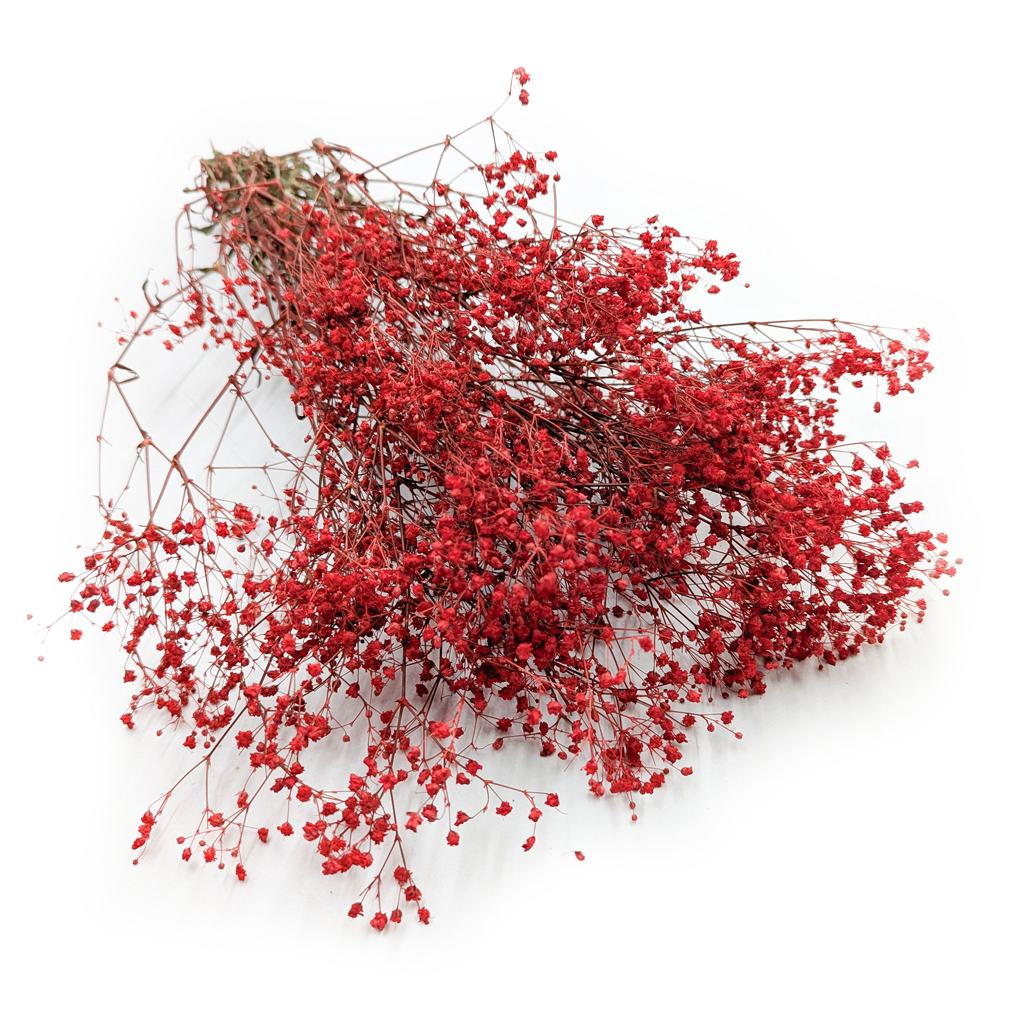 Gipsówka Stabilizowana - (gypsophila) - Pastelowy Czerwony