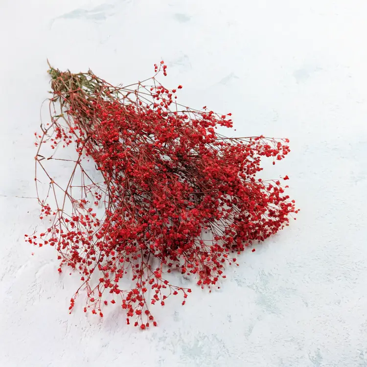 Gipsówka stablilizowana czerwona Pastel IT.png