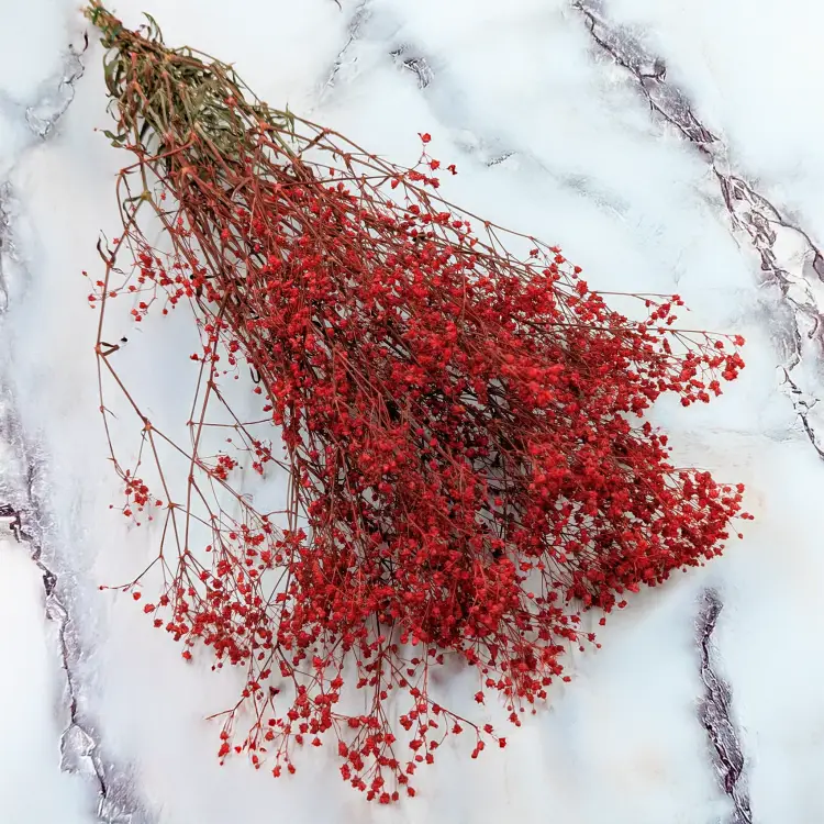 Gipsówka stablilizowana czerwona Pastel IT 1.png