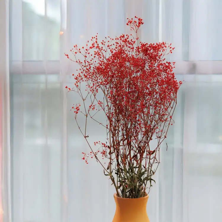 Gipsówka stablilizowana czerwona Pastel IT 3.png