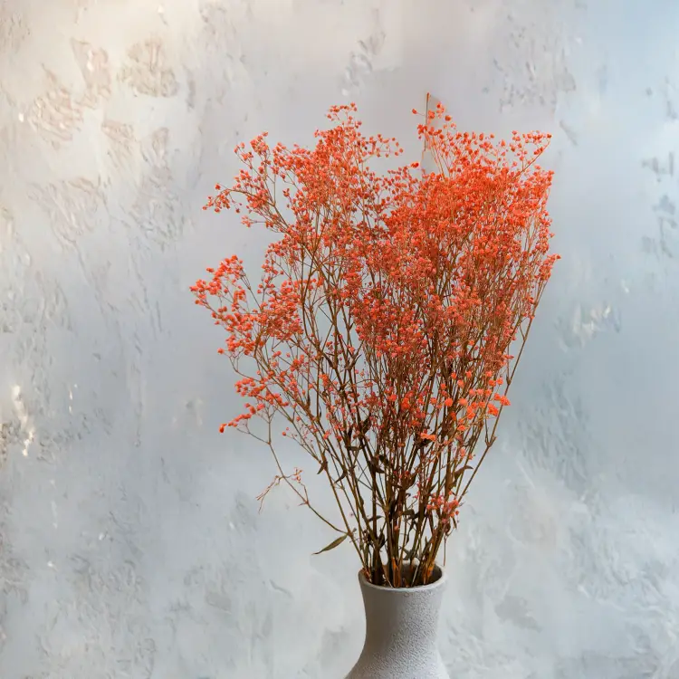 Gipsówka stablilizowana pomarańczowa Pastel IT 3.png