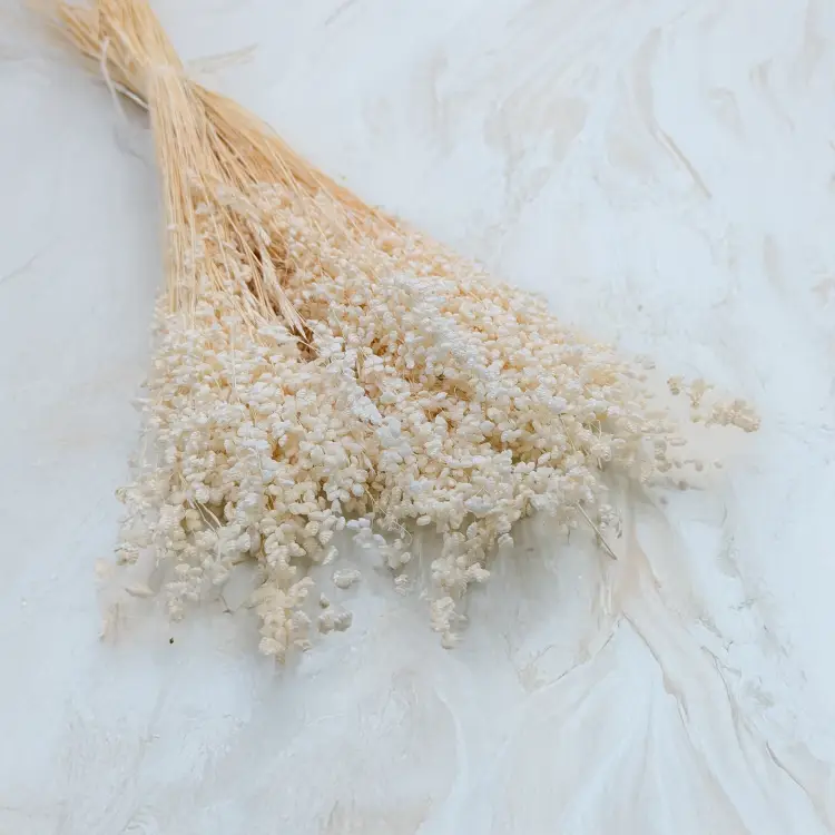 Briza minima bielona.png