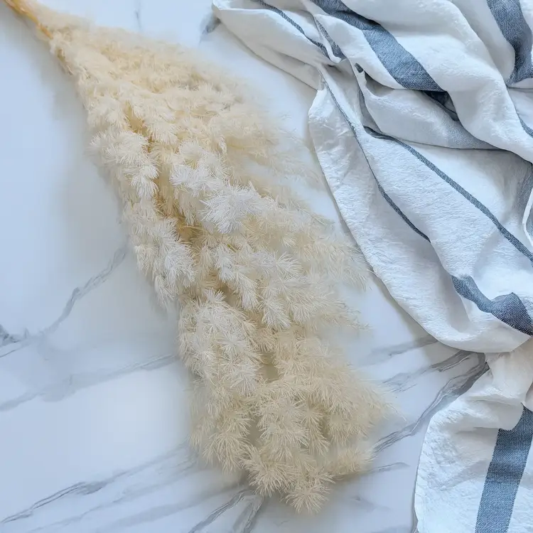 Asparagus Ming Fern ES 1.png