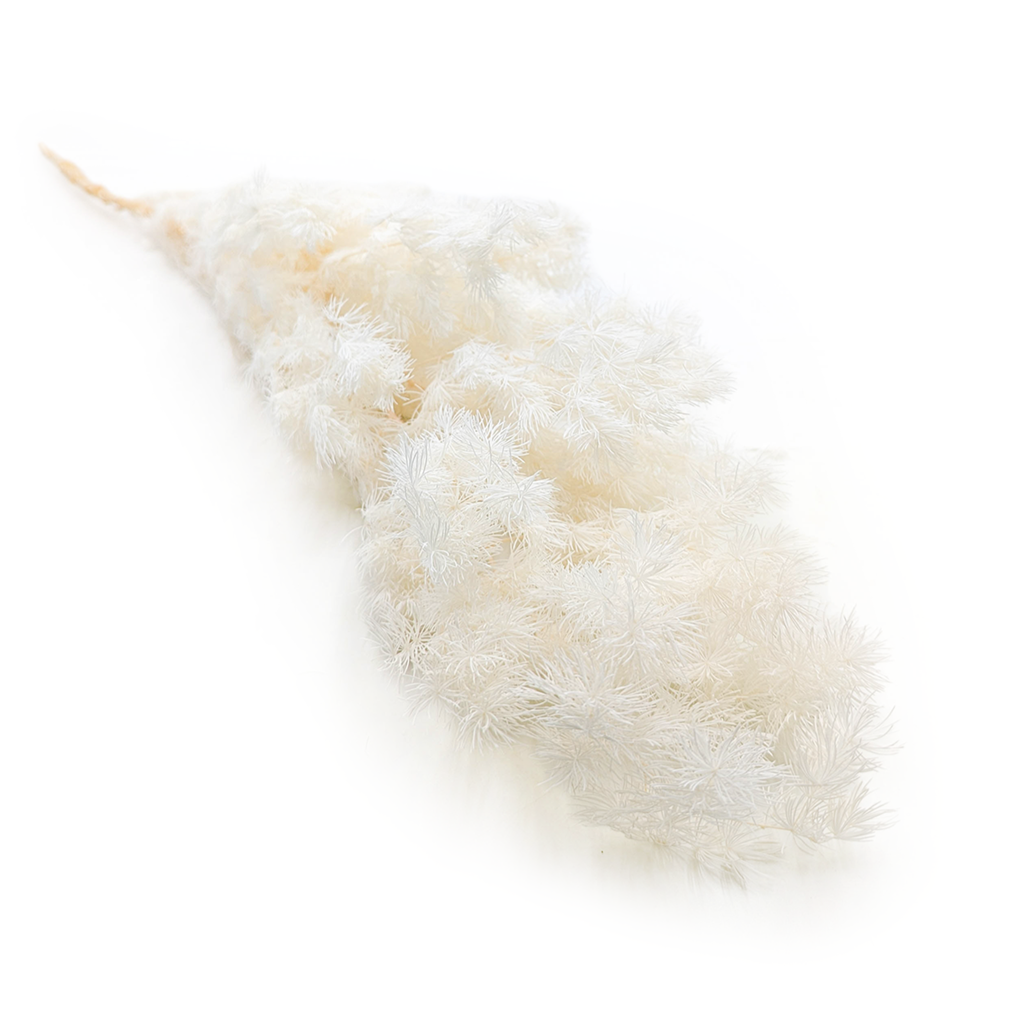 Stabilizowany Asparagus - Ming Fern - Bielony