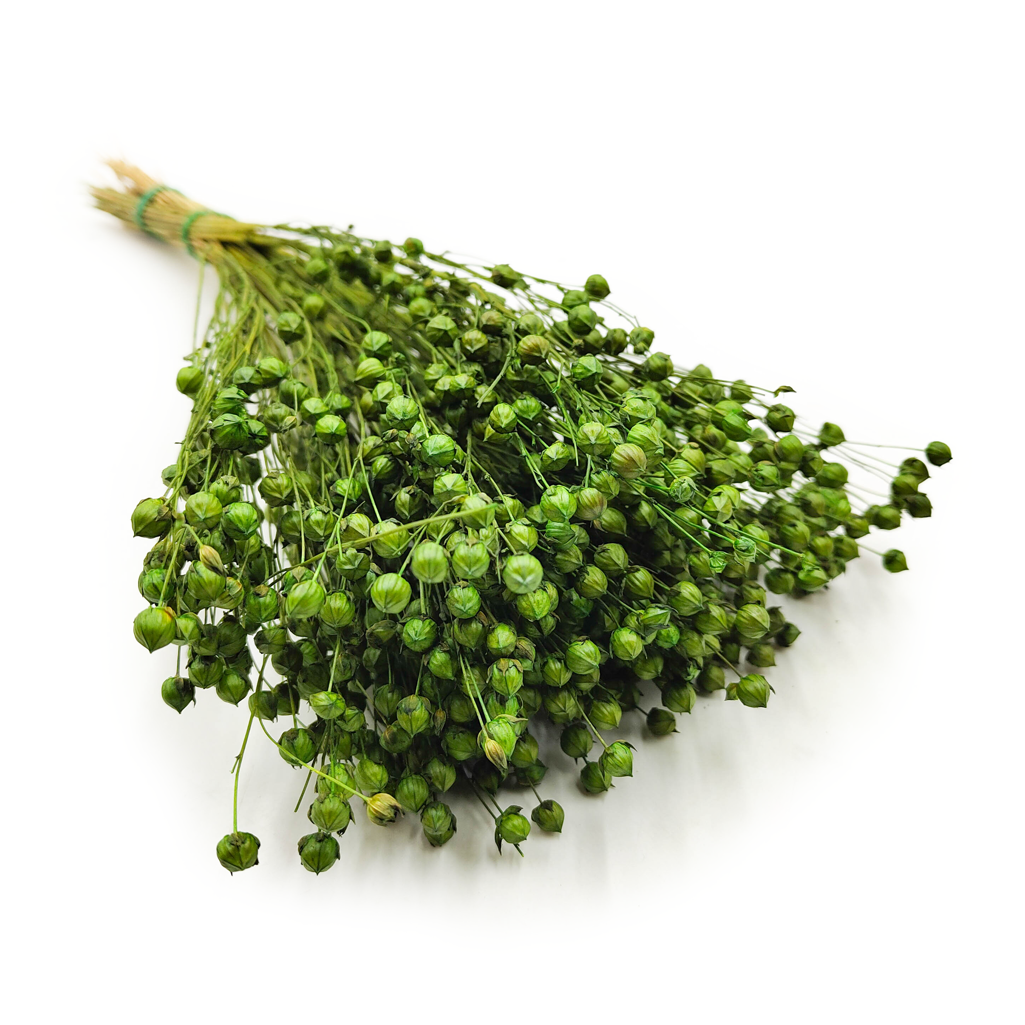 Len Suszony - Butelkowa zieleń