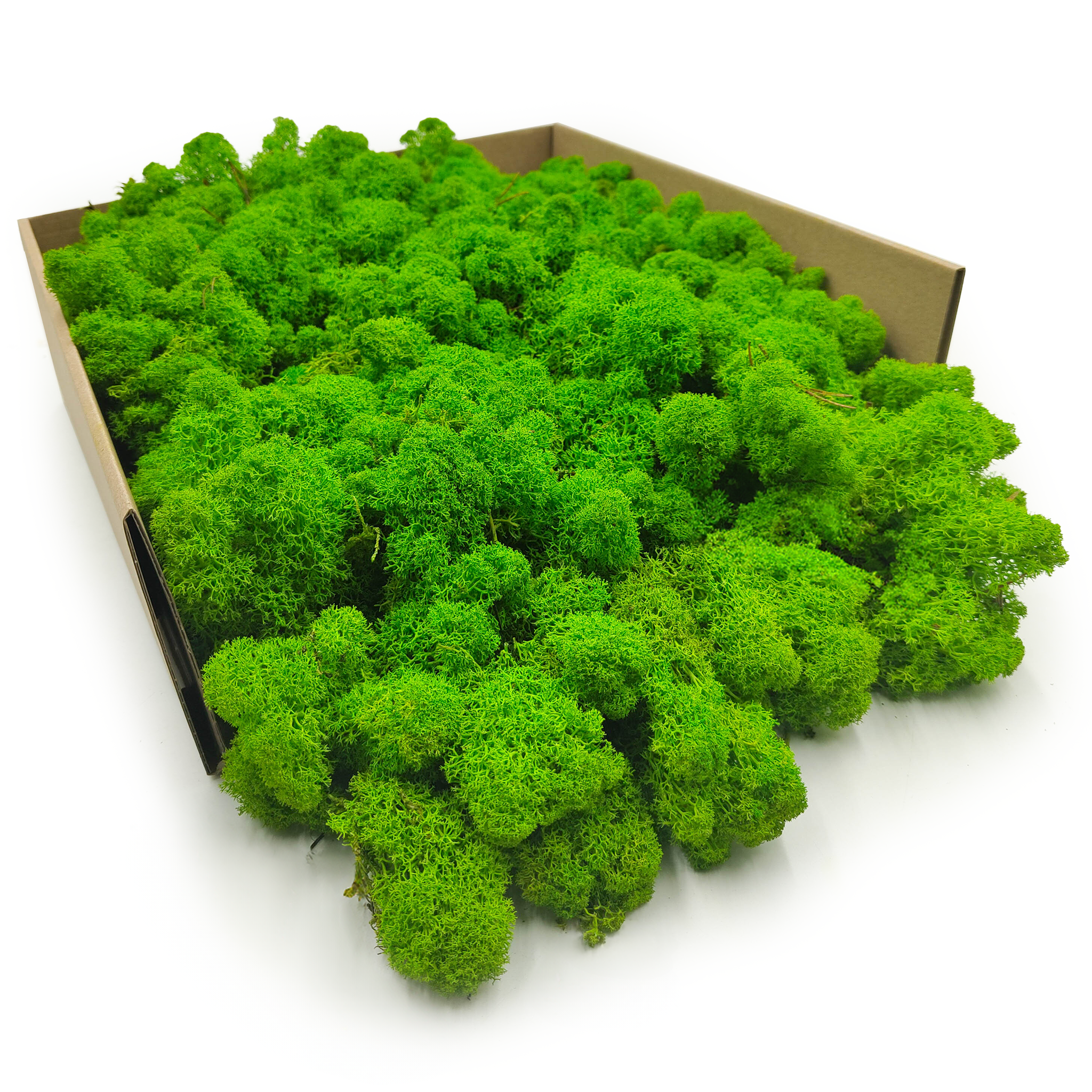 Mech Chrobotek Reniferowy – Fiński – Oczyszczony – Jasnozielony – 250g NETTO