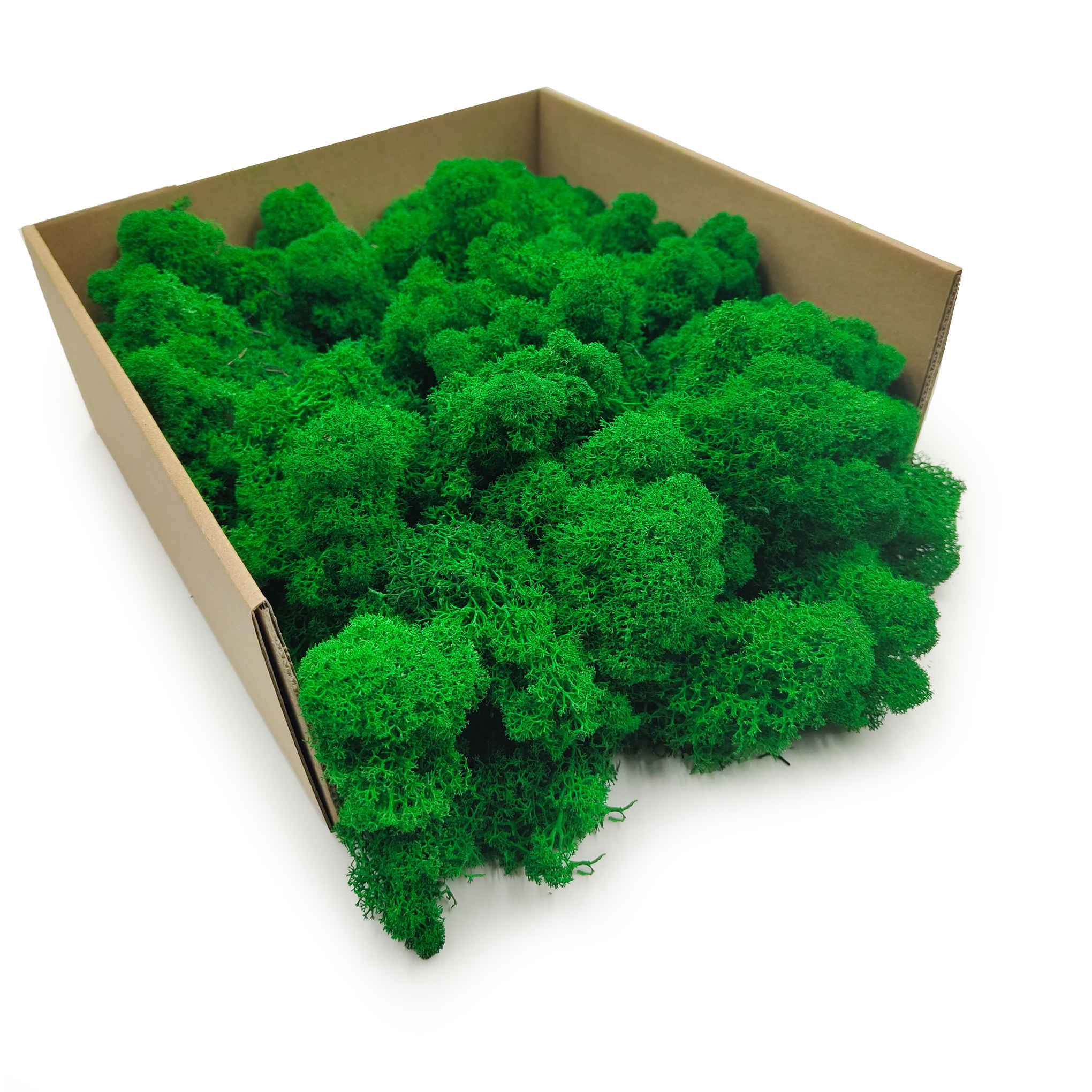 Mech Chrobotek Reniferowy – Fiński – Oczyszczony – Zielony – 50g NETTO