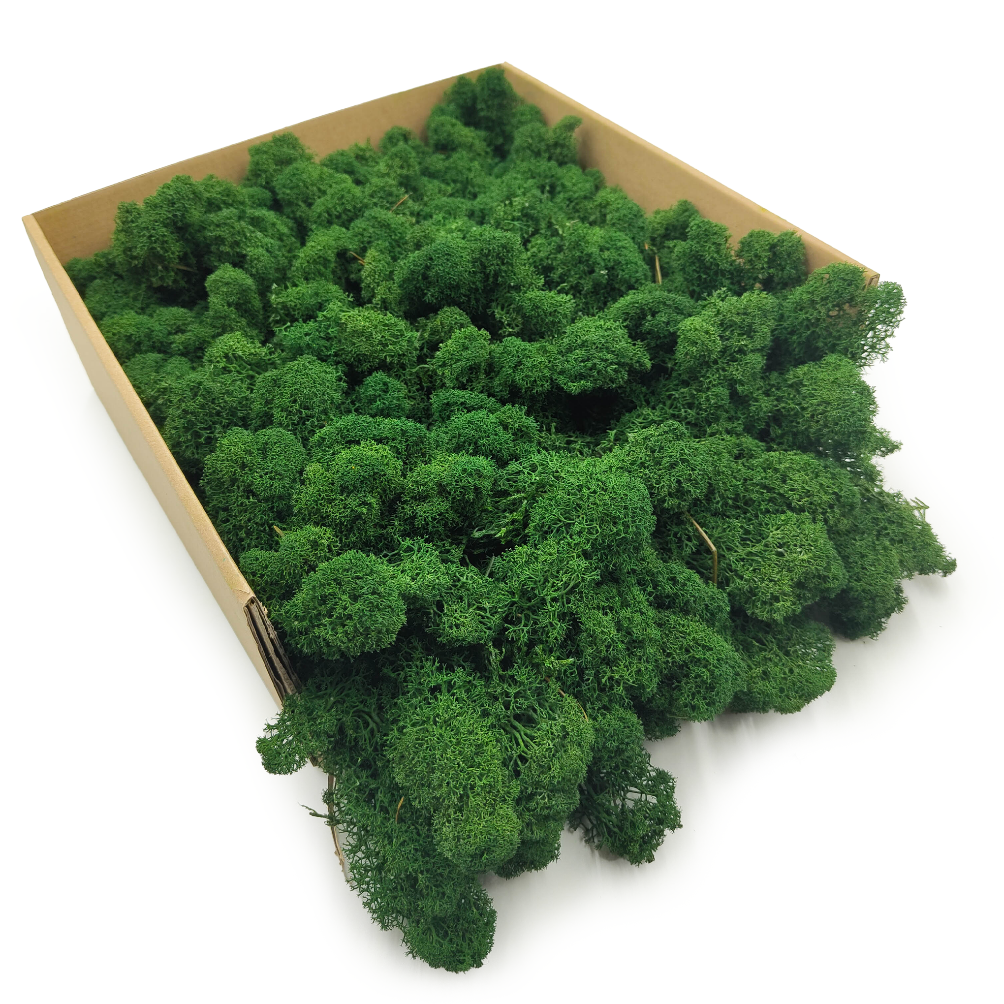 Mech Chrobotek Reniferowy – Fiński – Oczyszczony – Butelkowa Zieleń – 500g NETTO