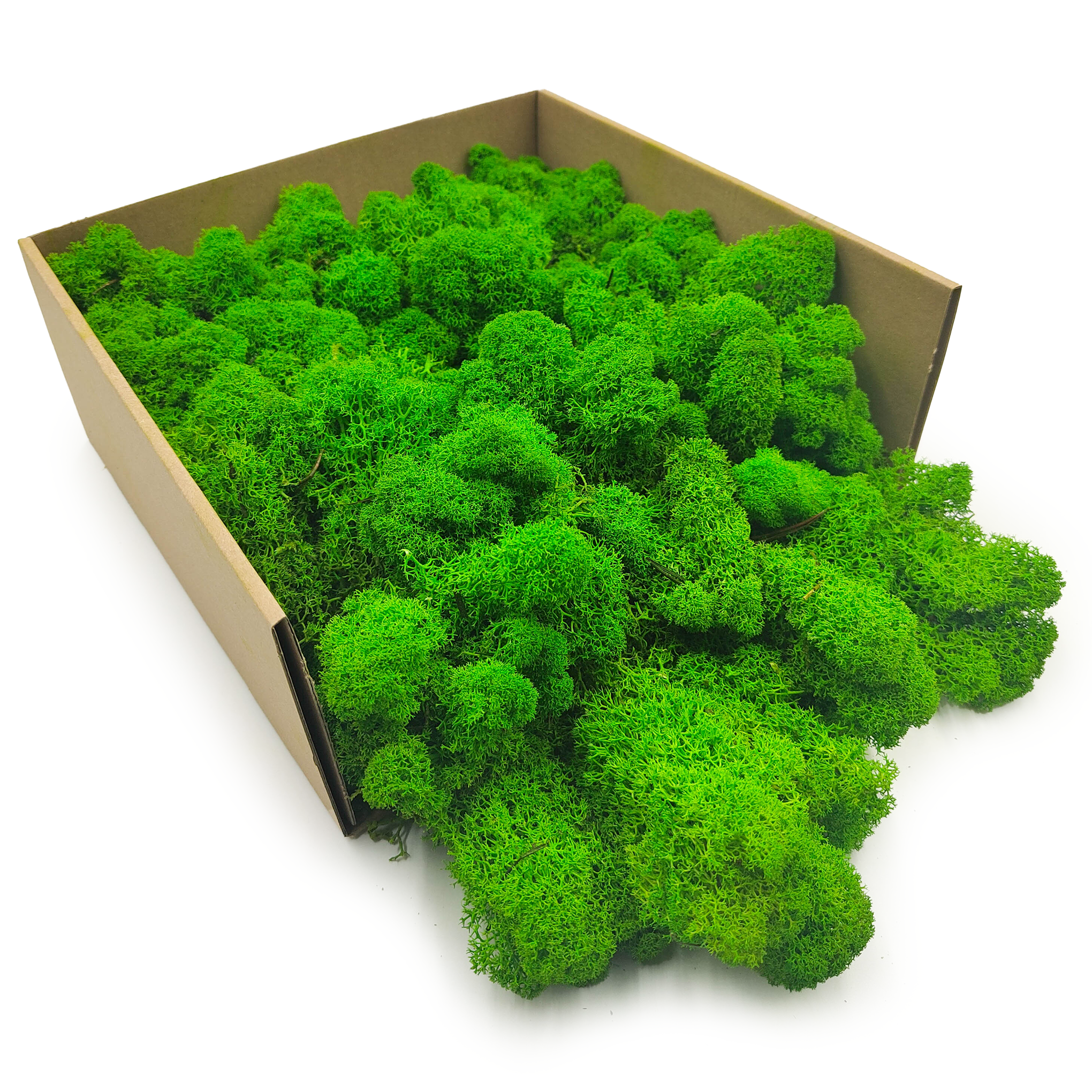 Mech Chrobotek Reniferowy – Fiński – Oczyszczony – Letnia Zieleń – 250g NETTO