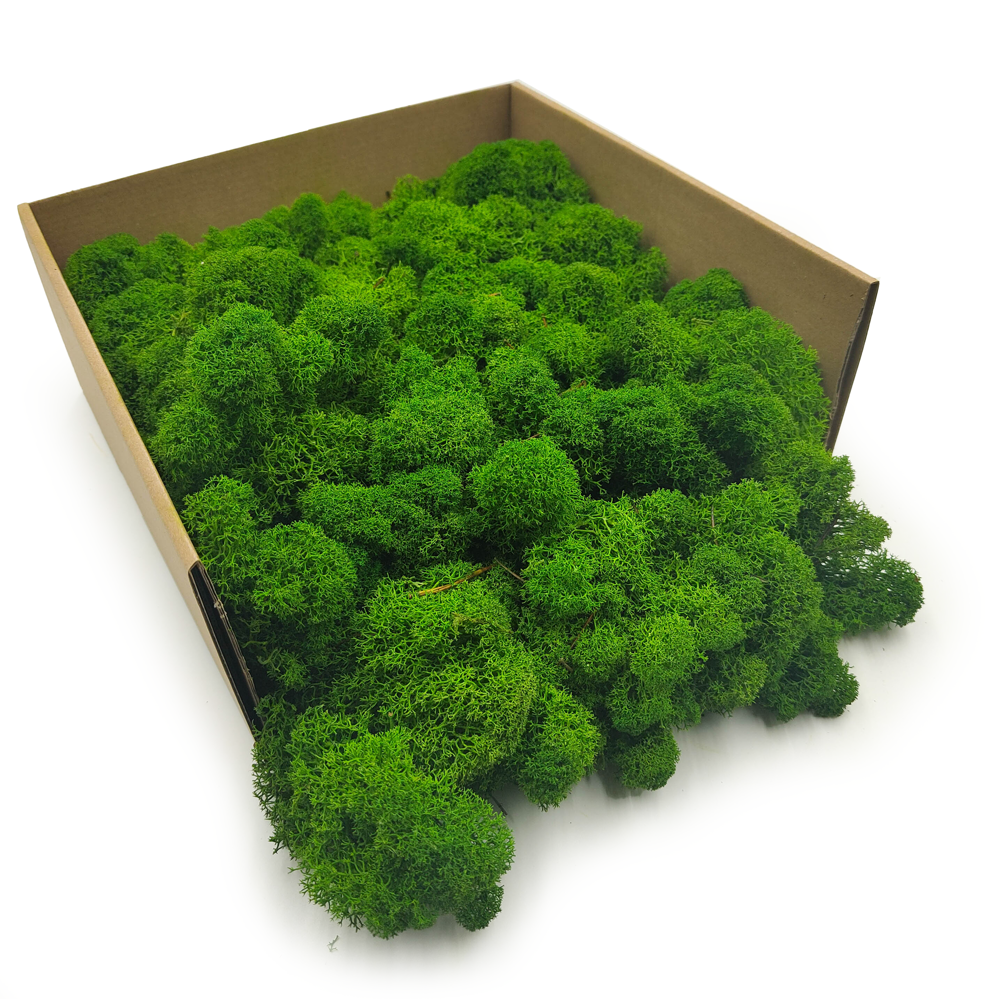 Mech Chrobotek Reniferowy – Fiński – Oczyszczony – Leśna Zieleń – 250g NETTO