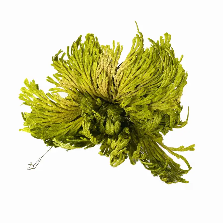 Anastatika rezurekcyjna okladka.jpg