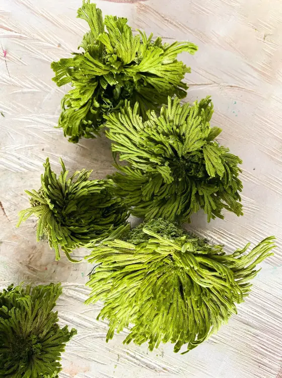 Anastatika rezurekcyjna1.jpg