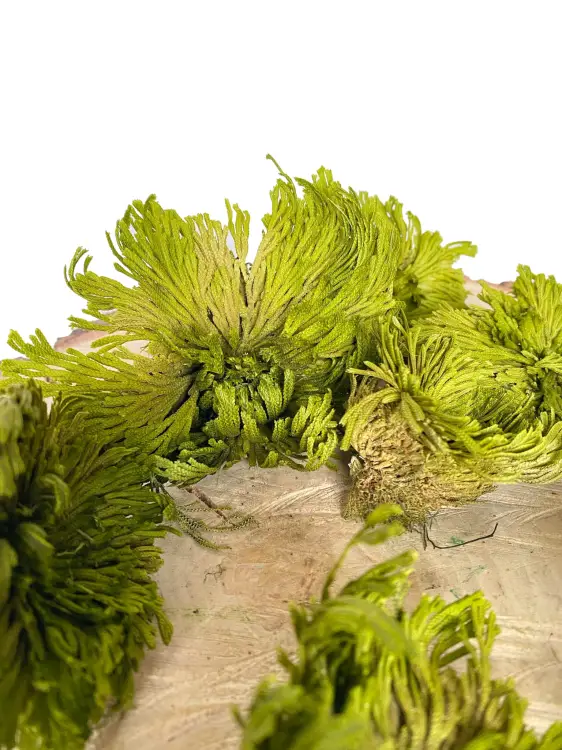 Anastatika rezurekcyjna.jpg