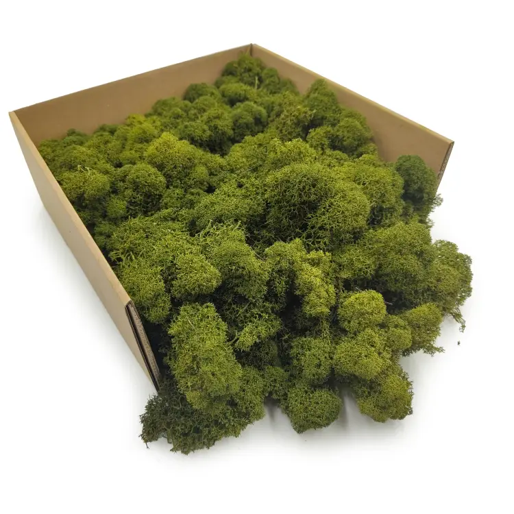 Oliwkowy okladka.png