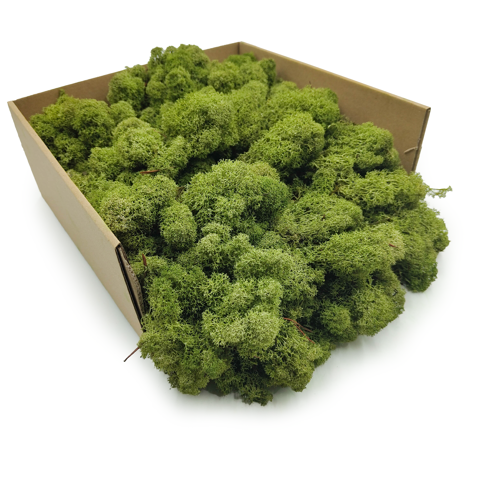 Mech Chrobotek Reniferowy - Fiński - Oczyszczony - Średnia Zieleń 500g NETTO