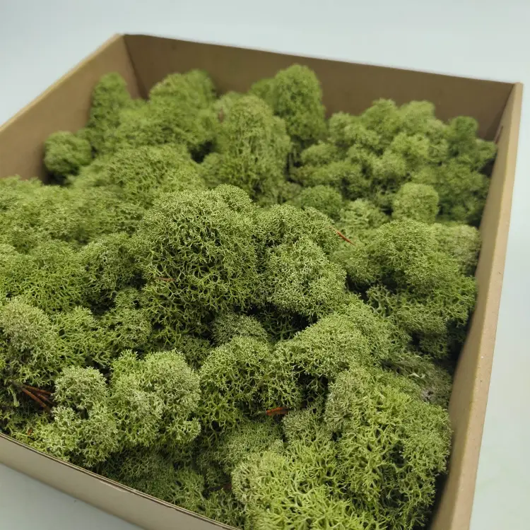 Średnia Zieleń zblizenie 1.png