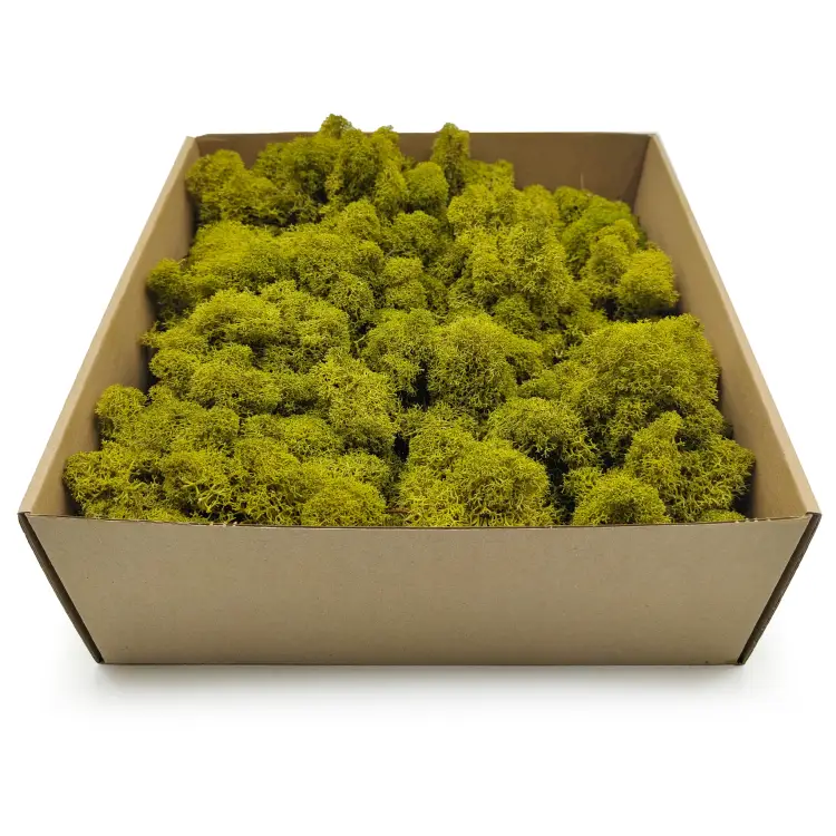 Limonka zblizenie 2.png