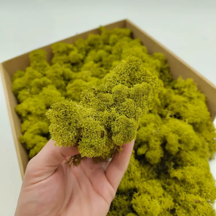 Limonka zblizenie.png