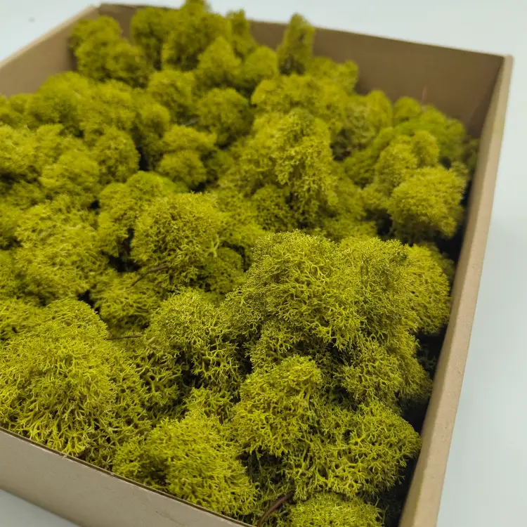 Limonka zblizenie 1.png