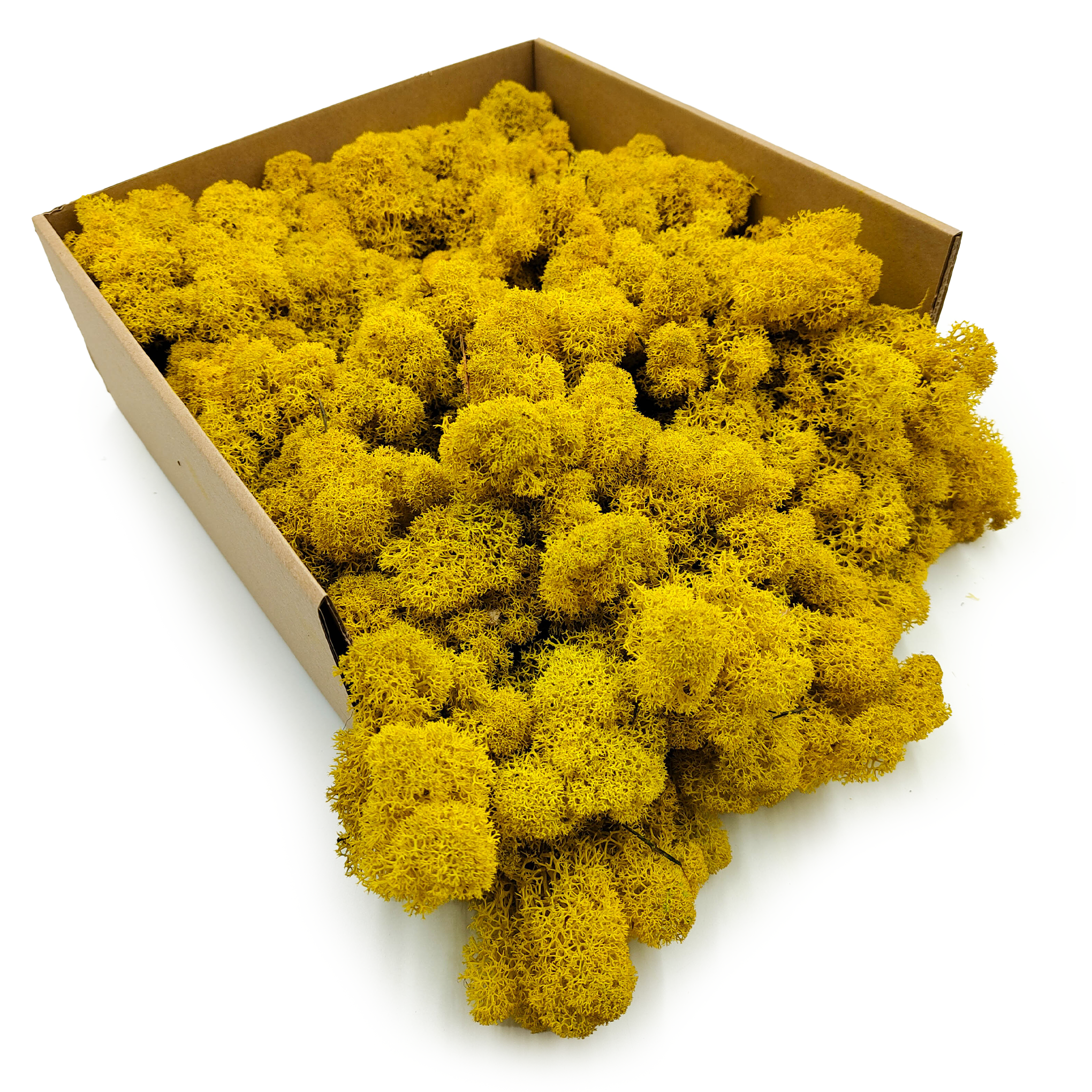 Mech Chrobotek Reniferowy – Fiński – Oczyszczony – Żółty – 500g NETTO