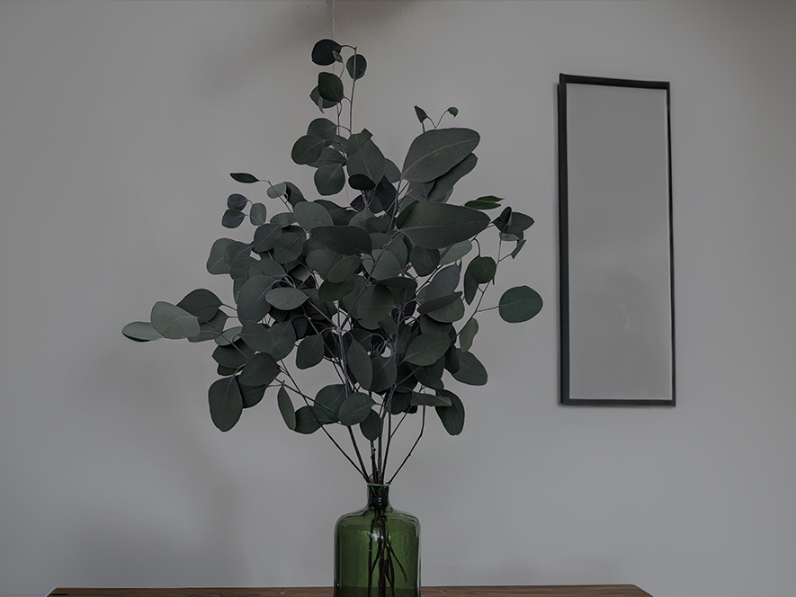 Eukaliptusy stabilizowane