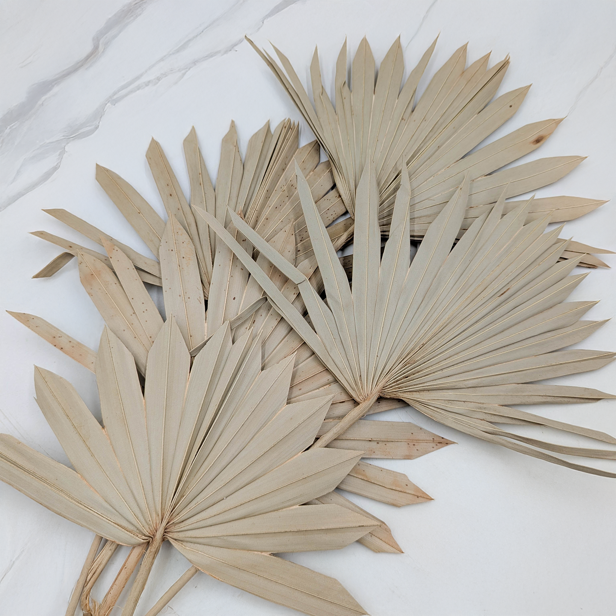 Palm Sun naturel