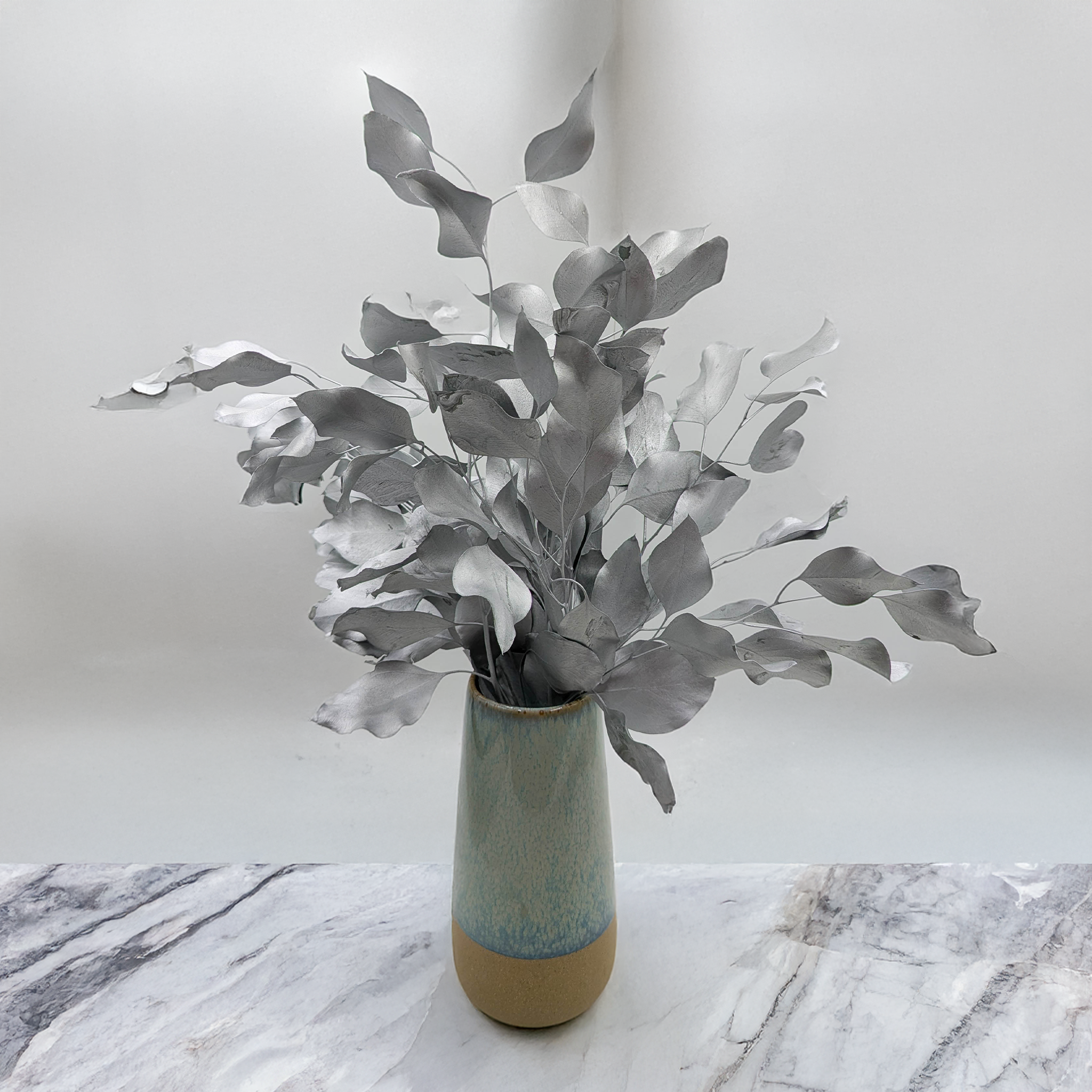 Eucalyptus argenté