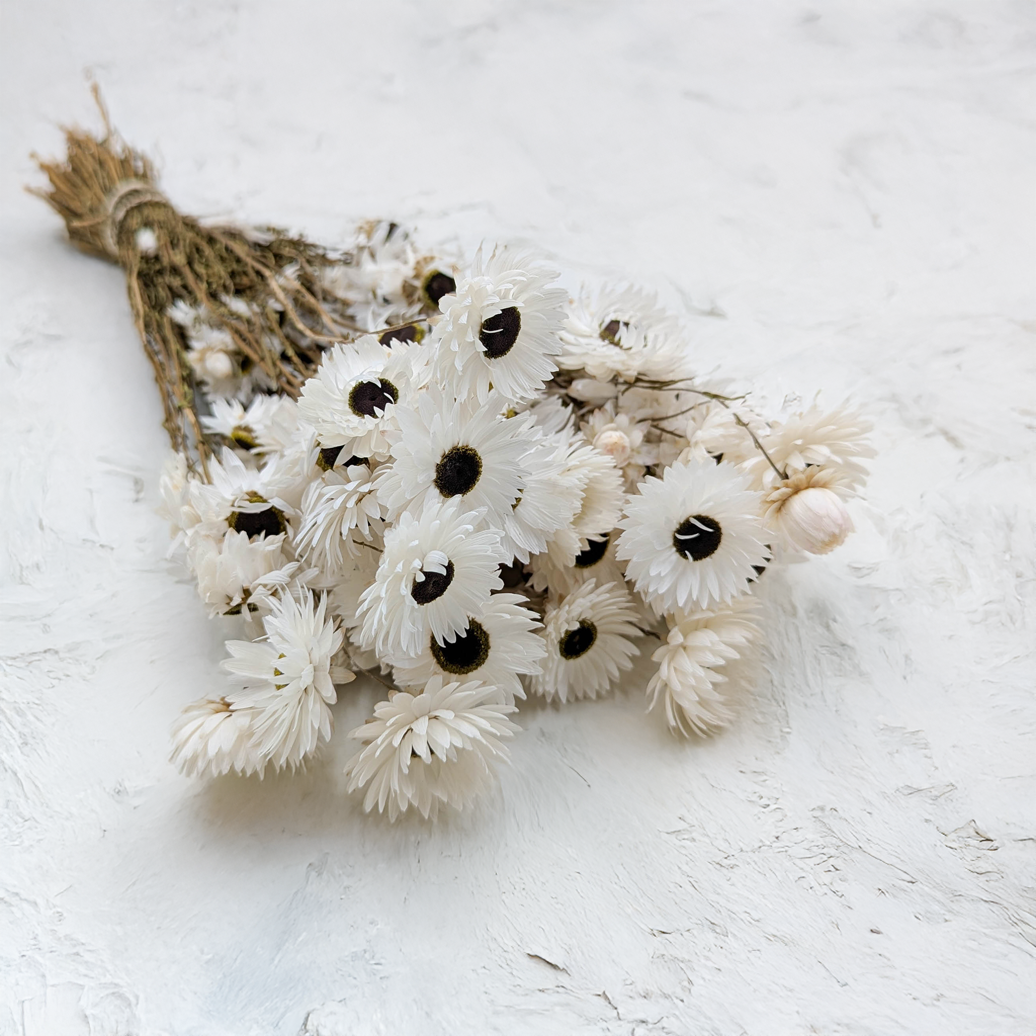 Acroclinium blanc