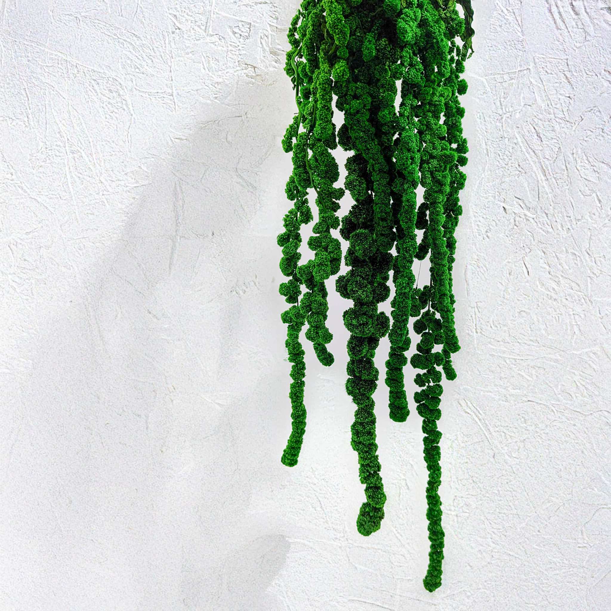 Amarante verte en boule