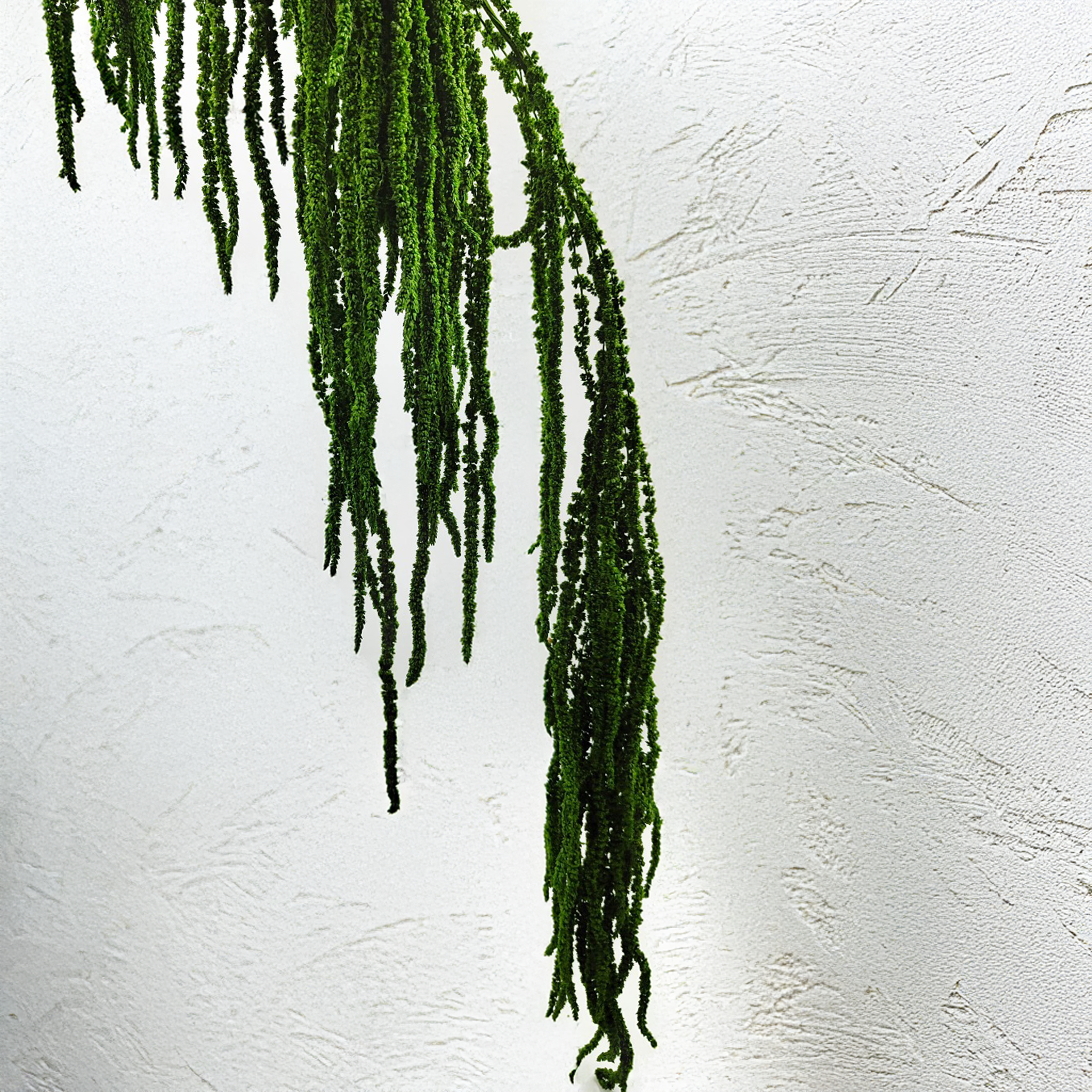 Amarante verte