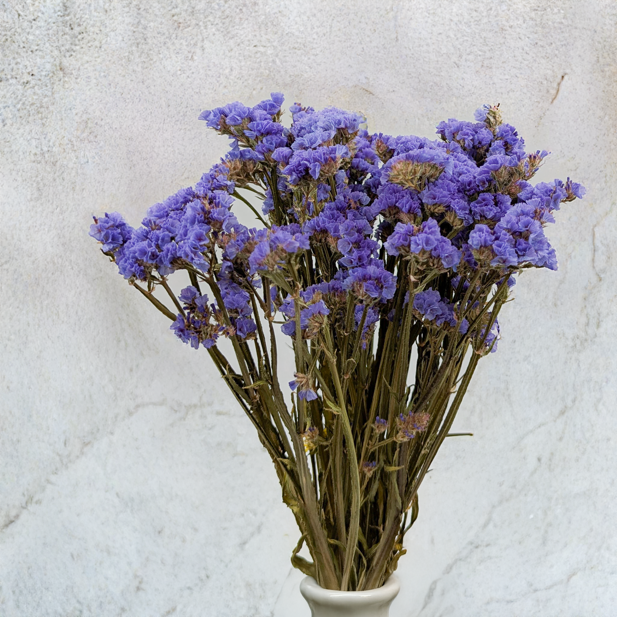 Limonium bleu