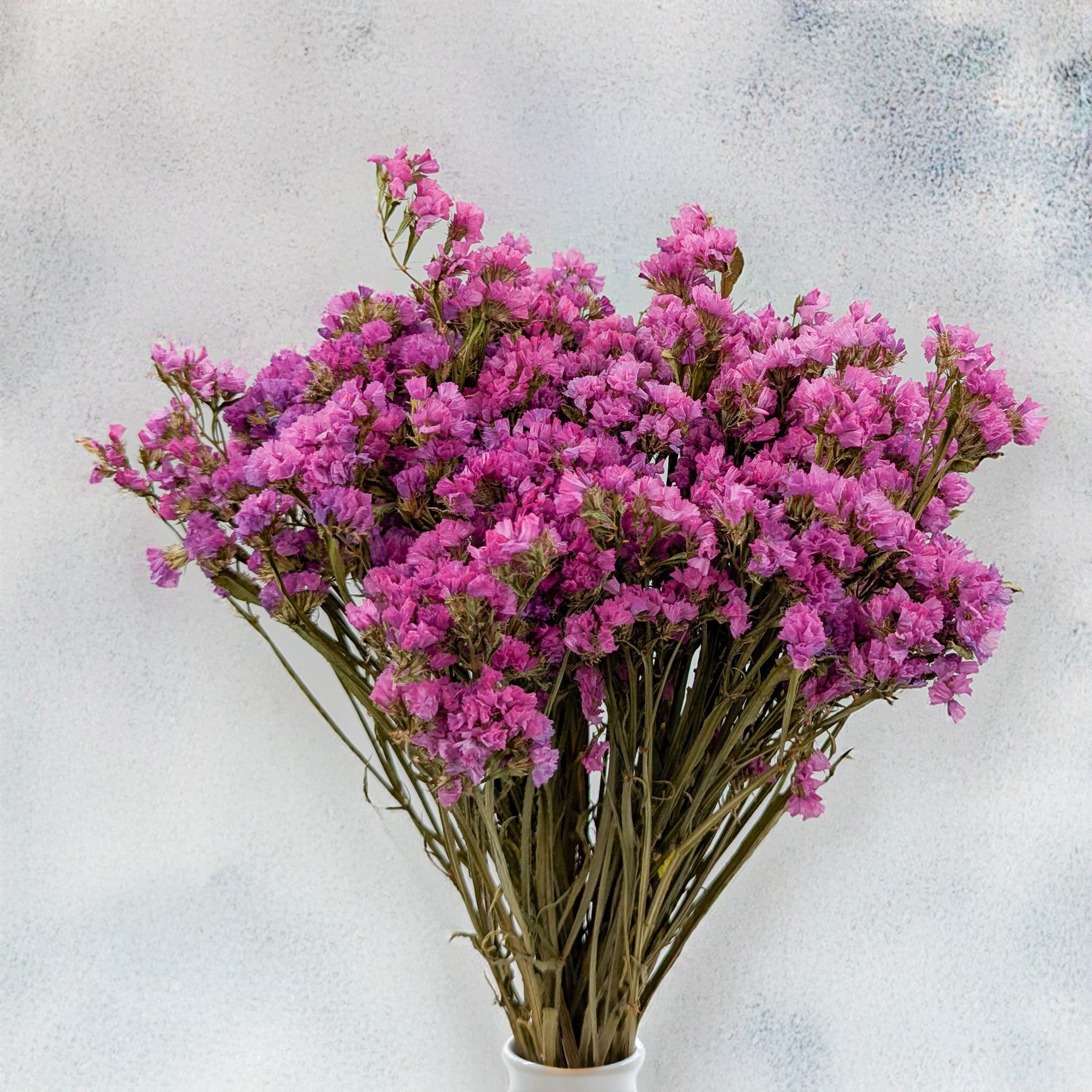 Limonium rose