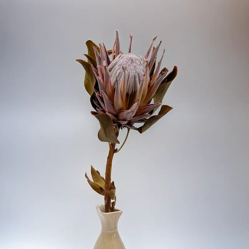 Décorations pleines de nature – plantes séchées dans les compositions automnales